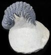 Crotalocephalina Trilobite - Foum Zguid, Morocco #25828-3